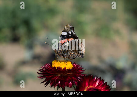 Papillon amiral rouge Banque D'Images