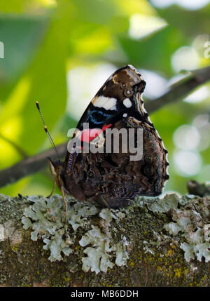 Papillon amiral rouge Banque D'Images