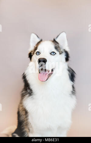 Chien Husky dans un studio avec un fond gris Banque D'Images