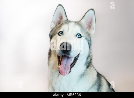 Chien Husky dans un studio avec un fond gris Banque D'Images