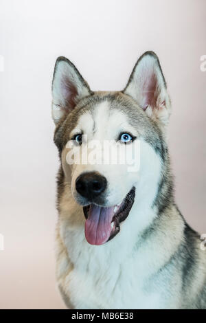 Chien Husky dans un studio avec un fond gris Banque D'Images