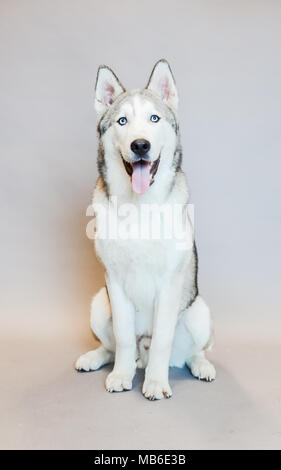 Chien Husky dans un studio avec un fond gris Banque D'Images