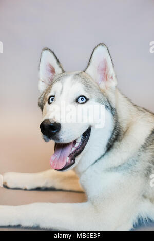 Chien Husky dans un studio avec un fond gris Banque D'Images