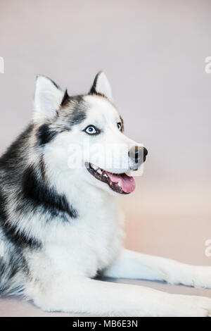 Chien Husky dans un studio avec un fond gris Banque D'Images