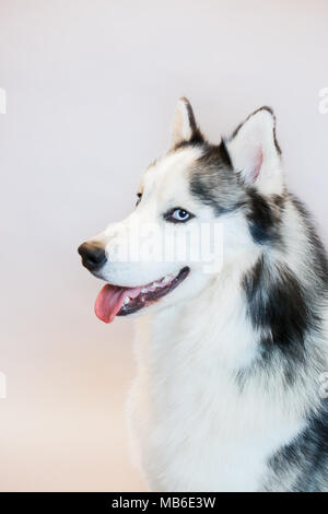 Chien Husky dans un studio avec un fond gris Banque D'Images