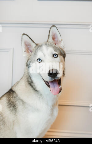 Chien Husky dans un studio avec un fond gris Banque D'Images