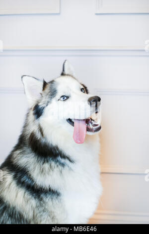 Chien Husky dans un studio avec un fond gris Banque D'Images