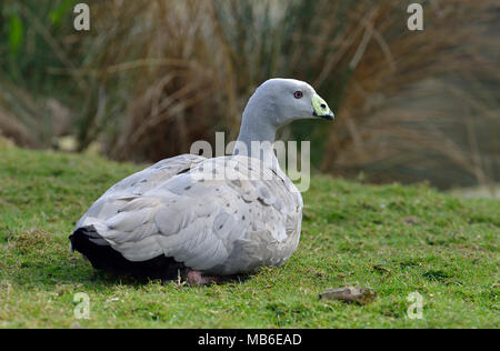 Ou Cereopsis Cape Barren Goose - Cereopsis novoehollandiae à partir de l'Australie du Sud Banque D'Images