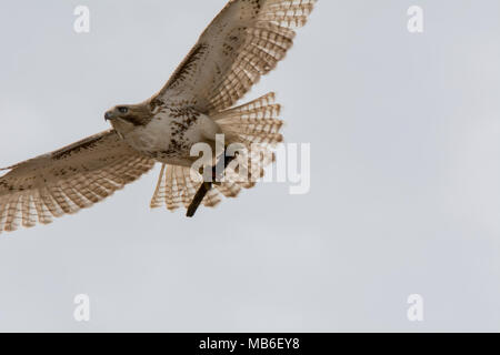 Un faucon à queue rouge (Buteo jamaicensis) en vol, en gros plan avec du matériel de nidification Banque D'Images