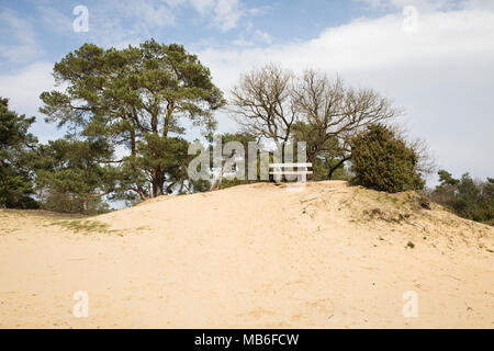 Audience à la nature réserver Geijsteren surplombant le sable dans les Pays-Bas Banque D'Images