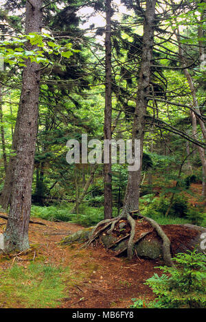 Un chemin traverse la forêt cathédrale sur l'île Monhegan, Maine Banque D'Images