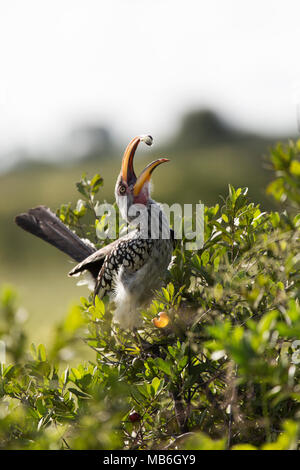 Calao à bec jaune (Tockus leucomelas) se nourrir dans le parc national de Hwange au Zimbabwe. L'oiseau est en train de manger des graines et des fruits. Banque D'Images