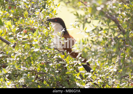 Un Coucal du Sénégal (Centropus senegalensis) dans le parc national de Hwange au Zimbabwe. L'oiseau est membre de l'ordre d'oiseaux coucou. Banque D'Images