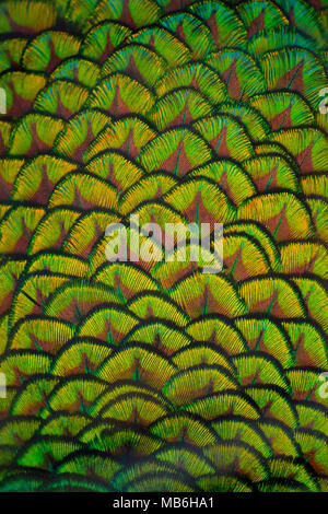 Close-up de plume de paon pour les fonds Banque D'Images