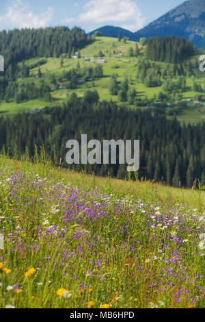 Belles fleurs colorées de printemps ou d'arrière-plan. Beaucoup de blanc et jaune fleurs sauvages poussent en vert pré herbeux à mountain. Dans l'accent foreg Banque D'Images