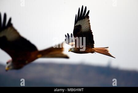 Cerf-volant rouge Banque D'Images