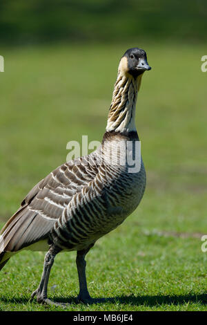 Hawaiian Goose Branta sandvicensis ou Nene - Comité permanent sur l'herbe Banque D'Images