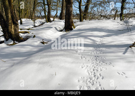 Des pistes d'animaux dans la neige en hiver Woodland Mendip Hills Banque D'Images