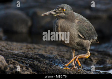 Un héron des Galapagos traque le long de la plage de lave de rochers, il est entièrement centré sur la recherche de proies comme des crabes et autres petits animaux à manger. Banque D'Images