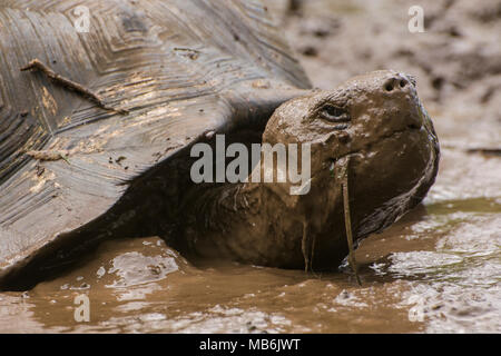 Une tortue géante des Galapagos (Chelonoidis nigra) en prenant un bain de boue pour échapper à la chaleur. Ce sont seulement trouvés sur les îles Galapagos. Banque D'Images