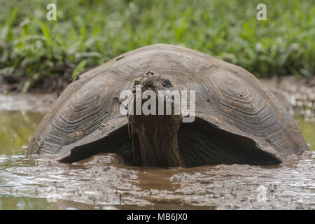 Une tortue géante des Galapagos (Chelonoidis nigra) en prenant un bain de boue pour échapper à la chaleur. Ce sont seulement trouvés sur les îles Galapagos. Banque D'Images