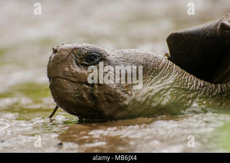 Une tortue géante des Galapagos (Chelonoidis nigra) en prenant un bain de boue pour échapper à la chaleur. Ce sont seulement trouvés sur les îles Galapagos. Banque D'Images