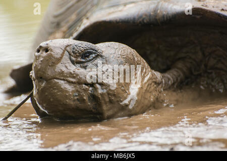 Une tortue géante des Galapagos (Chelonoidis nigra) en prenant un bain de boue pour échapper à la chaleur. Ce sont seulement trouvés sur les îles Galapagos. Banque D'Images