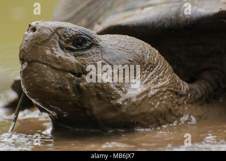 Une tortue géante des Galapagos (Chelonoidis nigra) en prenant un bain de boue pour échapper à la chaleur. Ce sont seulement trouvés sur les îles Galapagos. Banque D'Images