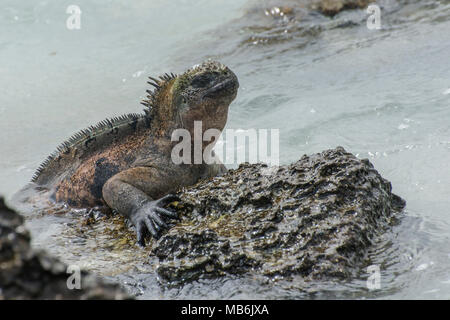 Un iguane marin aux îles Galapagos revient de se nourrir dans l'océan, il s'arrête sur un rocher dans le surf avant de partir vers la terre ferme. Banque D'Images