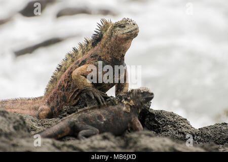 Un iguane marin au soleil sur les roches de lave près de l'eau sur la côte de Santa Cruz, dans les îles Galapagos, en Équateur. Banque D'Images