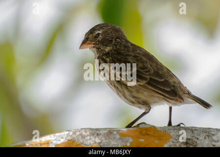 Un petit terrain finch (Geospiza fuliginosa) une espèce endémique aux îles Galápagos et célèbre comme l'une des espèces d'oiseaux étudiées Darwin. Banque D'Images