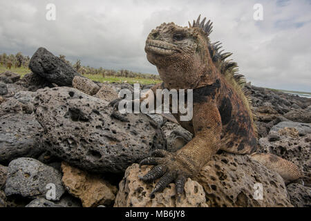 Un iguane marin des Galápagos ses habitats rocheux est bien visible avec un écosystème plus verte près du bord, de Santa Cruz, Galapagos. Banque D'Images