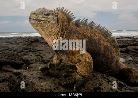 Un iguane marin pèlerin à la recherche sur son territoire sur la côte rocheuse de Santa Cruz, dans les îles Galapagos, en Équateur. Banque D'Images