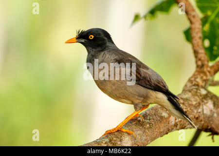 Myna Acridotheres fuscus (Jungle) assis sur un arbre sur l'île de Taveuni, Fidji Banque D'Images