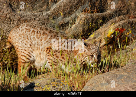 Lynx roux (Lynx rufus) debout dans l'herbe à proximité de rochers Banque D'Images