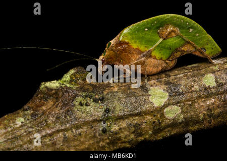 Un hélicoptère katydid provenant de la forêt nébuleuse près de Pinas, l'Équateur dans la province d'El Oro. Banque D'Images