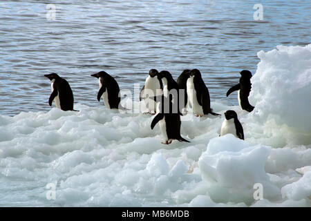 L'Antarctique l'île Paulet, vue de la plage, un groupe de manchots Adélie sur la glace flottante Banque D'Images