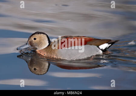 Ringed Teal (callonetta leucophrys) Canard, UK Banque D'Images