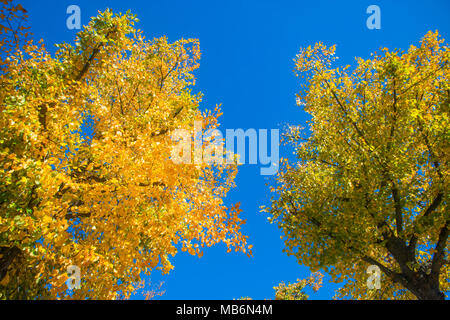 Les arbres feuillus à l'automne. Banque D'Images