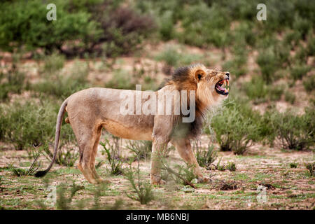 Homme Lion, Panthera leo, flehmen pour paysage féminin du Kalahari,, Kgalagadi Transfrontier Park, Afrique du Sud, l'Afrique Banque D'Images