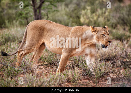 Lionne, Panthera leo, errant à travers le paysage du Kalahari, Kgalagadi Transfrontier Park, Afrique du Sud, l'Afrique Banque D'Images