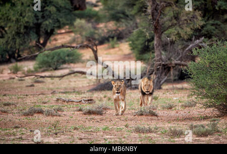 Couple lion, Panthera leo, errant à travers le paysage du Kalahari, Kgalagadi Transfrontier Park, Afrique du Sud, l'Afrique Banque D'Images