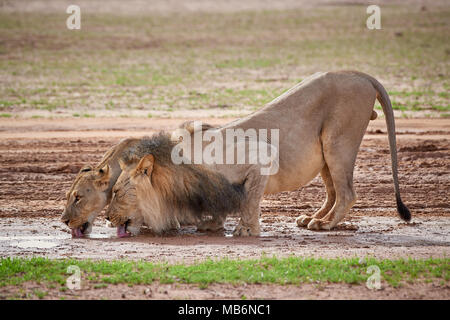 Couple lion, Panthera leo, boire à une flaque d'eau dans le Kalahari, Kgalagadi Transfrontier Park, Afrique du Sud, l'Afrique Banque D'Images