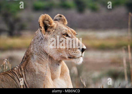 Portrait de lionne, Panthera leo, regardant le salon, Kgalagadi Transfrontier Park, Afrique du Sud, l'Afrique Banque D'Images