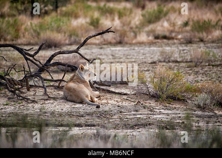 Lionne, Panthera leo, regardant le salon, Kgalagadi Transfrontier Park, Afrique du Sud, l'Afrique Banque D'Images