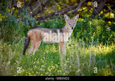 Le chacal à dos noir [Canis mesomelas], Kgalagadi Transfrontier Park, Afrique du Sud, l'Afrique Banque D'Images