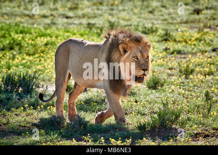 Lion mâle patroling son territoire, Panthera leo, Kgalagadi Transfrontier Park, Afrique du Sud, l'Afrique Banque D'Images