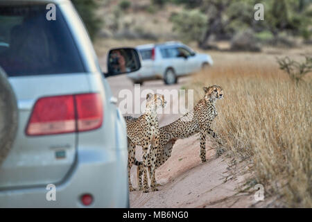 Cheetah cub avec les anciens sur le vagabondage se cacher derrière une voiture, Acinonyx jubatus, Kgalagadi Transfrontier Park Banque D'Images