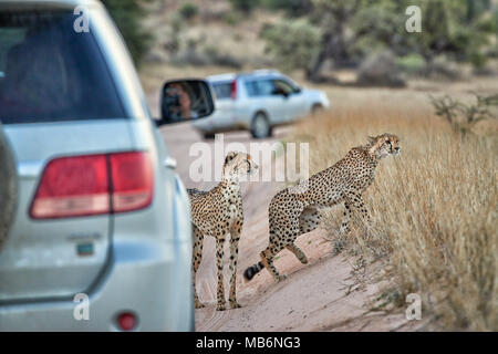 Cheetah cub avec les anciens sur le vagabondage, Acinonyx jubatus, Kgalagadi Transfrontier Park, Afrique du Sud, l'Afrique Banque D'Images