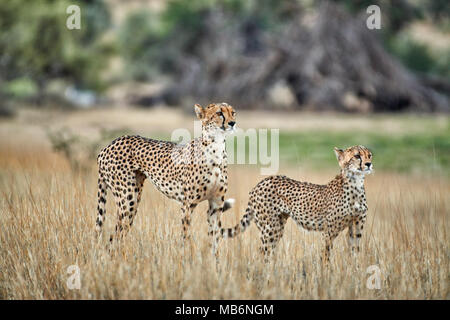 Cheetah cub avec les anciens sur le vagabondage se cacher derrière une voiture, Acinonyx jubatus, Kgalagadi Transfrontier Park Banque D'Images